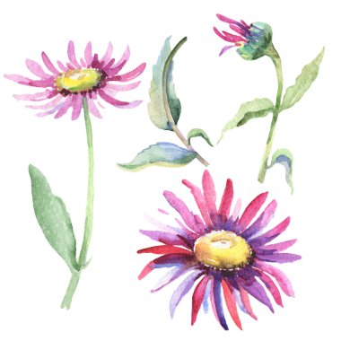 Mor papatya. Botanik çiçek. İzole vahşi bahar yaprak kır çiçeği.