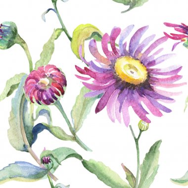 Mor papatya. Botanik çiçek. Vahşi bahar yaprak kır çiçeği deseni.