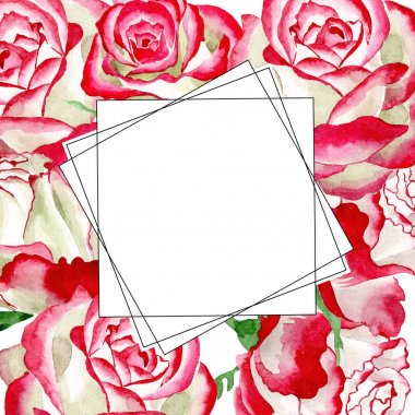 Beyaz-kırmızı gül. Botanik çiçek. Vahşi bahar yaprak kır çiçeği çerçeve.