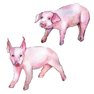 Domuz vahşi hayvan izole bir suluboya tarzında.