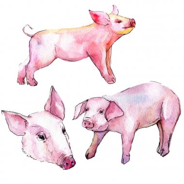 Domuz vahşi hayvan izole bir suluboya tarzında.