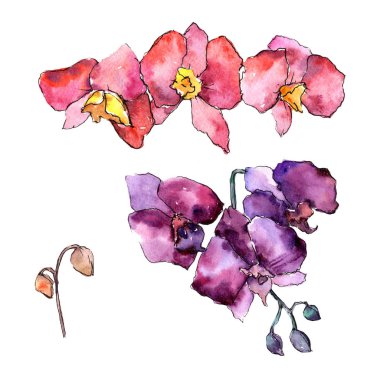 Renkli orkide. Botanik çiçek. İzole vahşi bahar yaprak kır çiçeği.