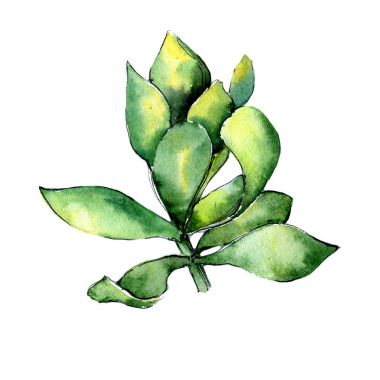 Tropikal bitki. Botanik çiçek. İzole vahşi bahar yaprak kır çiçeği.