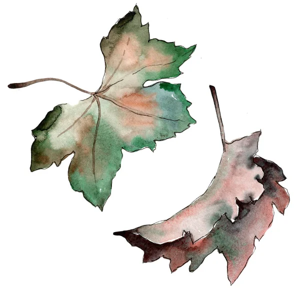 Lämnar vinbär. Leaf växt botaniska trädgård blommig bladverk. — Stockfoto
