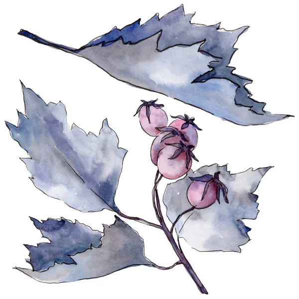Hagtorn blad. Leaf växt botaniska trädgård blommig bladverk. — Stockfoto