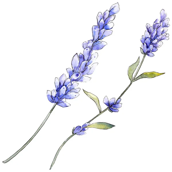 Paarse lavendel. Floral botanische bloem. Wild voorjaar blad wildflower geïsoleerd. — Stockfoto