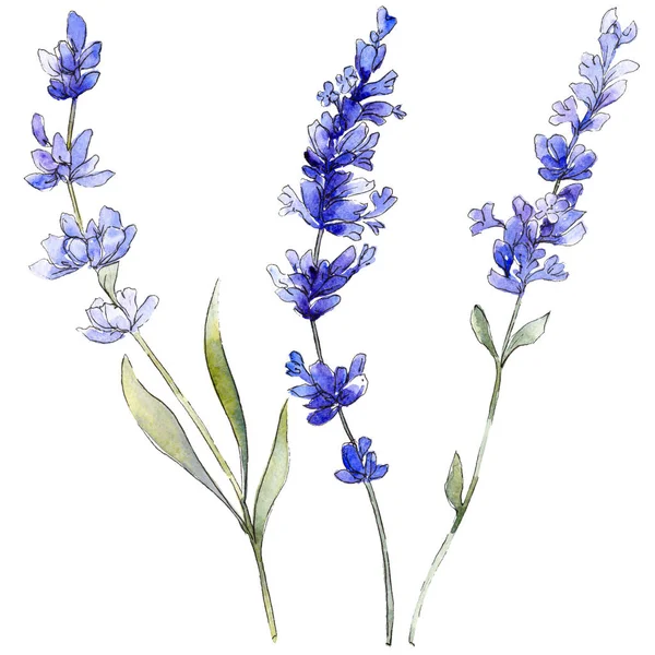 Mor lavanta. Botanik çiçek. İzole vahşi bahar yaprak kır çiçeği.