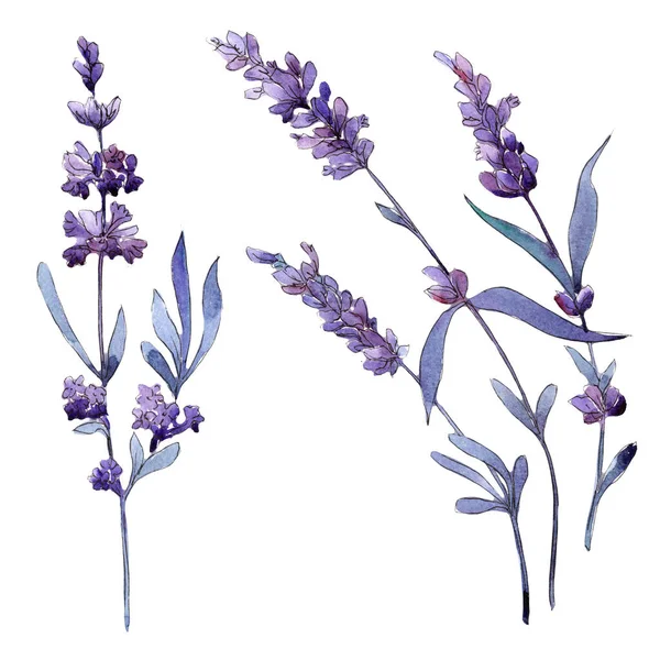 Violeta lavanda. Flor botánica floral. Flor silvestre de hoja de primavera aislada . —  Fotos de Stock