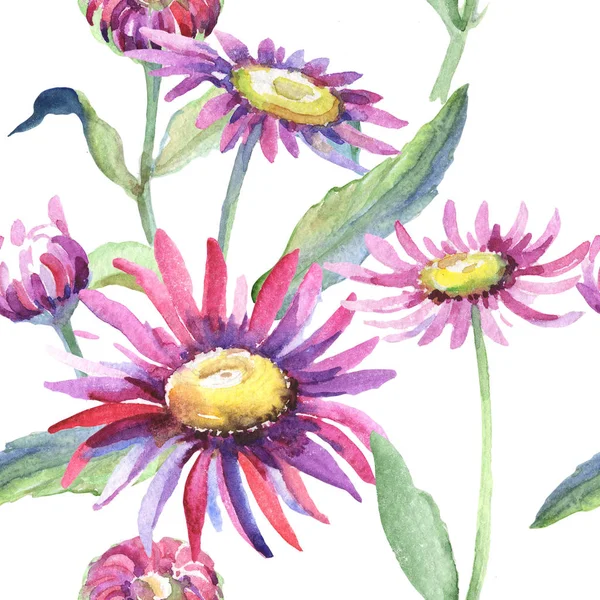 Фиолетовая ромашка. Цветочный ботанический цветок. Дикие весенние листья полевых цветов . — стоковое фото