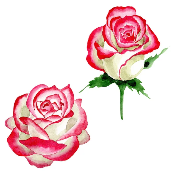 Rose blanche-rouge. Fleur botanique florale. Feuille de printemps sauvage fleur sauvage isolée . — Photo
