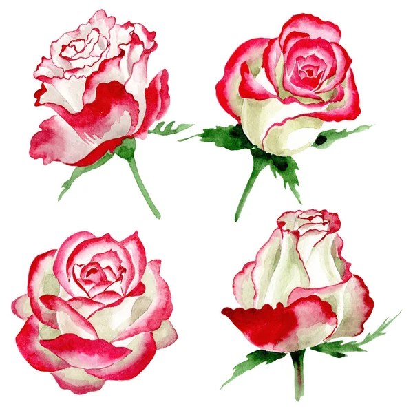 Biało czerwona róża. Botaniczny kwiat kwiatowy. Wiosna dzikiego wildflower liść na białym tle. — Zdjęcie stockowe