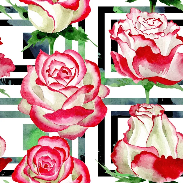 Rose blanche-rouge. Fleur botanique florale. Feuille de printemps sauvage motif de fleurs sauvages . — Photo