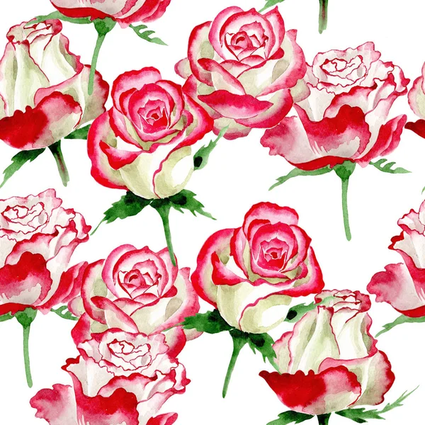 Rosa branco-vermelha. Floral flor botânica. Primavera selvagem folha padrão de flores silvestres . — Fotografia de Stock