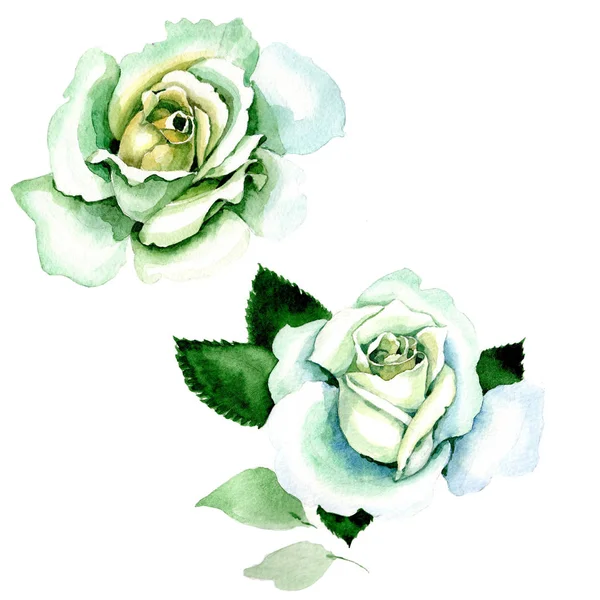 Des roses blanches. Fleur botanique florale. Feuille de printemps sauvage fleur sauvage isolée . — Photo