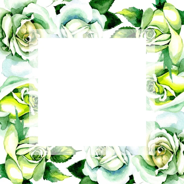 Rosas blancas. Flor botánica floral. Hoja de primavera salvaje marco de flores silvestres . — Foto de Stock