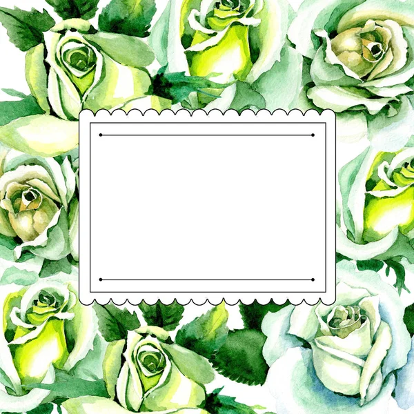 Whit roses. Floral botanical flower. Wild spring leaf wildflower frame. — Stock Photo, Image