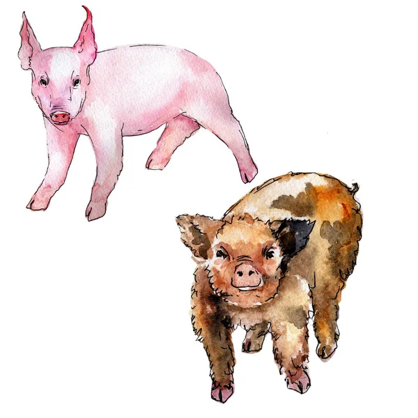 Cochon animal sauvage dans un style aquarelle isolé . — Photo