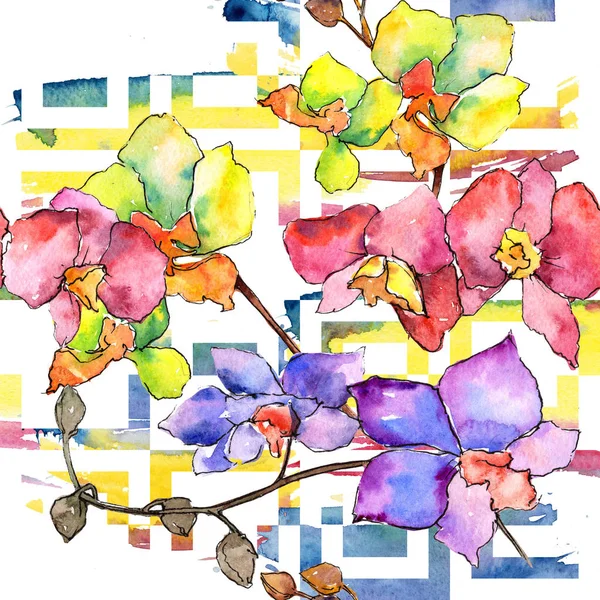 Colorful orchid. Floral botanical flower. Wild spring leaf wildflower pattern. — Stock Photo, Image