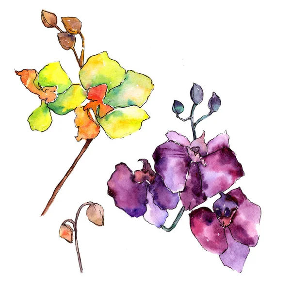 Renkli orkide. Botanik çiçek. İzole vahşi bahar yaprak kır çiçeği. — Stok fotoğraf