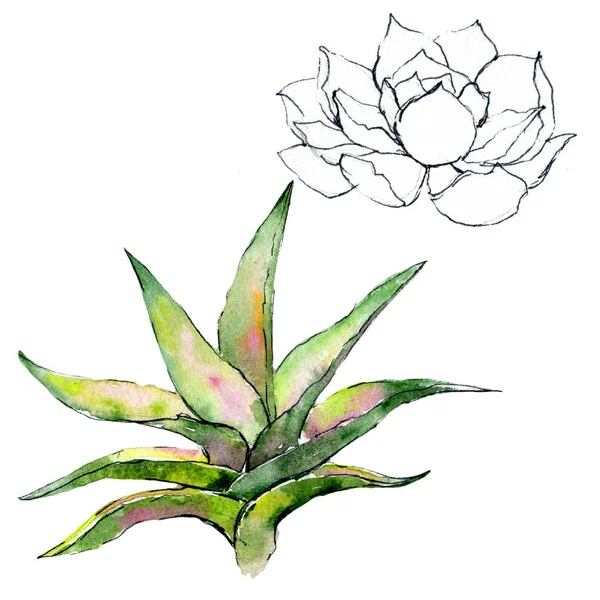 Tropikal bitki. Botanik çiçek. İzole vahşi bahar yaprak kır çiçeği.