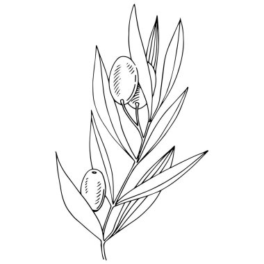 Zeytin ağacı izole bir vektör tarzı.