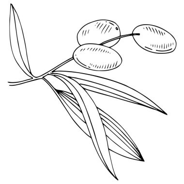 Zeytin ağacı izole bir vektör tarzı.