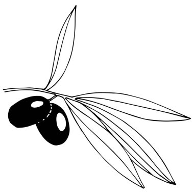 Zeytin ağacı izole bir vektör tarzı.