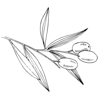 Zeytin ağacı izole bir vektör tarzı.