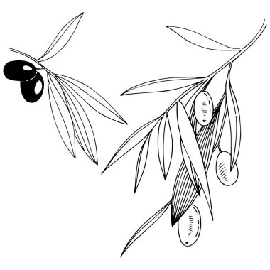 Zeytin ağacı izole bir vektör tarzı.