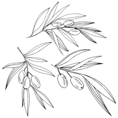 Zeytin ağacı izole bir vektör tarzı.