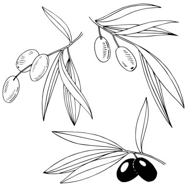 Zeytin ağacı izole bir vektör tarzı.