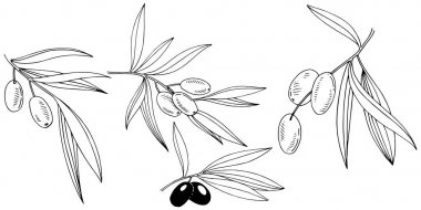 Zeytin ağacı izole bir vektör tarzı.