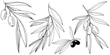 Zeytin ağacı izole bir vektör tarzı.