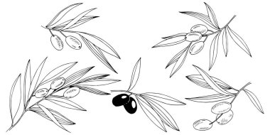 Zeytin ağacı izole bir vektör tarzı.
