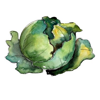 Yeşil lahana sebze izole bir suluboya tarzında.