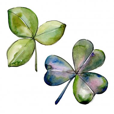 Kır çiçeği yonca. Botanik çiçek. İzole vahşi bahar yaprak kır çiçeği.