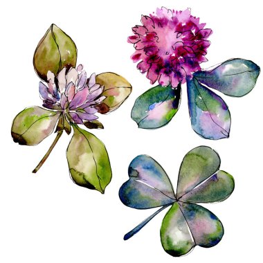 Kır çiçeği yonca. Botanik çiçek. İzole vahşi bahar yaprak kır çiçeği.