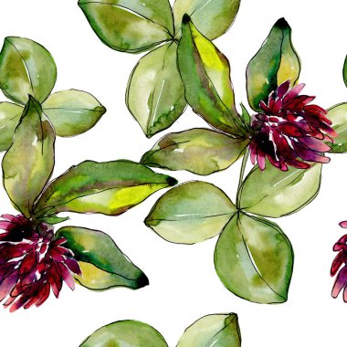 Kır çiçeği yonca. Botanik çiçek. Vahşi bahar yaprak kır çiçeği deseni.