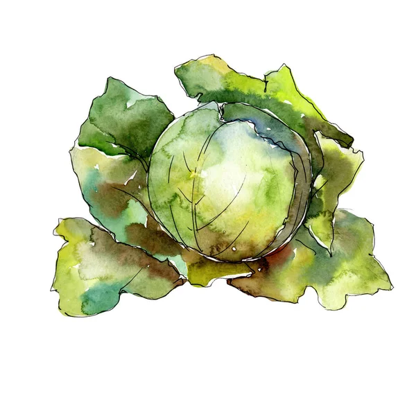 Warzywa zielone kapusta w stylu przypominającym akwarele na białym tle. — Zdjęcie stockowe