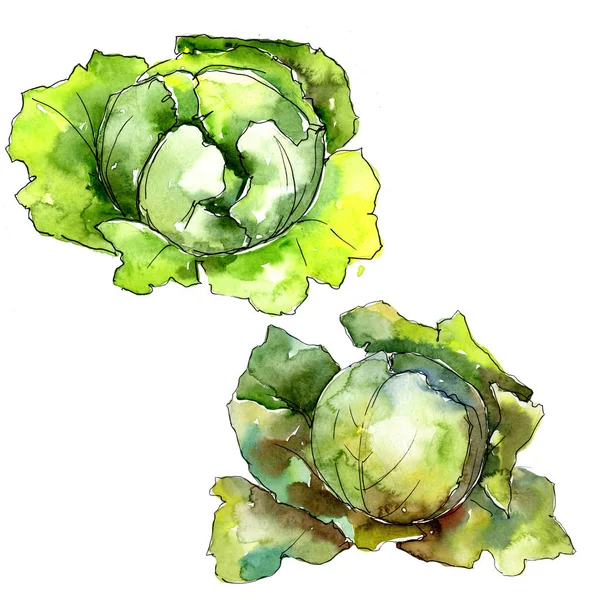 Green cabbage vegetables  in a watercolor style isolated. — Stock Photo, Image