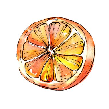 Exoticlemon turuncu izole bir suluboya tarzında.