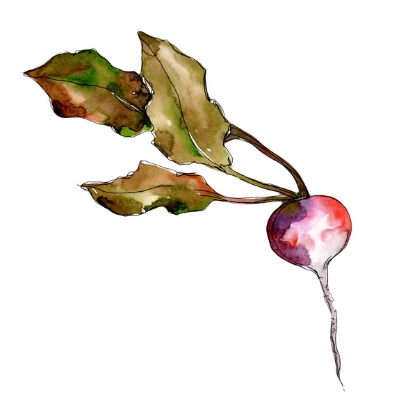 Röda rädisor grönsaker i akvarell stil isolerade. — Stockfoto