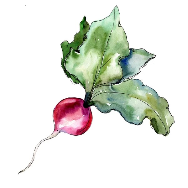 Radis rouge légumes dans un style aquarelle isolé . — Photo