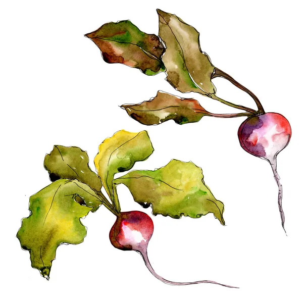 Vegetais de rabanete vermelho em um estilo aquarela isolado . — Fotografia de Stock