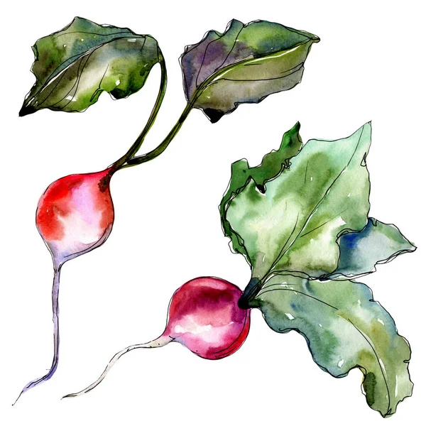 Red radish vegetables  in a watercolor style isolated. — Stock Photo, Image