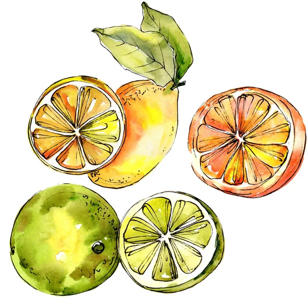 Citrinos de limão exóticos em um estilo aquarela isolado . — Fotografia de Stock