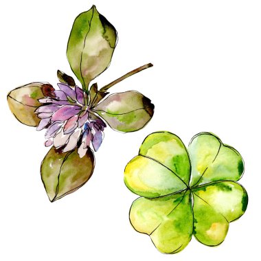 Kır çiçeği yonca. Botanik çiçek. İzole vahşi bahar yaprak kır çiçeği.