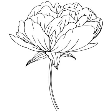 Kır çiçeği Şakayık çiçeği izole bir vektör tarzı.