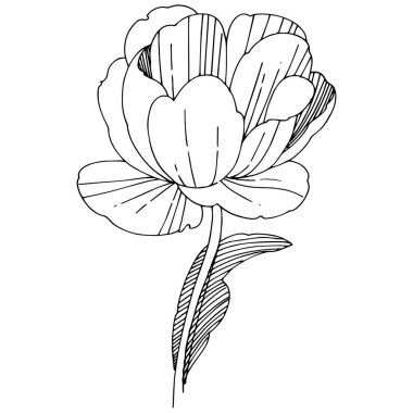 Kır çiçeği Şakayık çiçeği izole bir vektör tarzı.