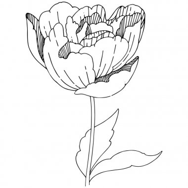 Kır çiçeği Şakayık çiçeği izole bir vektör tarzı.